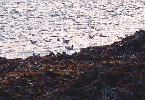 Black headed gulls pecking away in the margin but not a ripple of a mullet or bass.