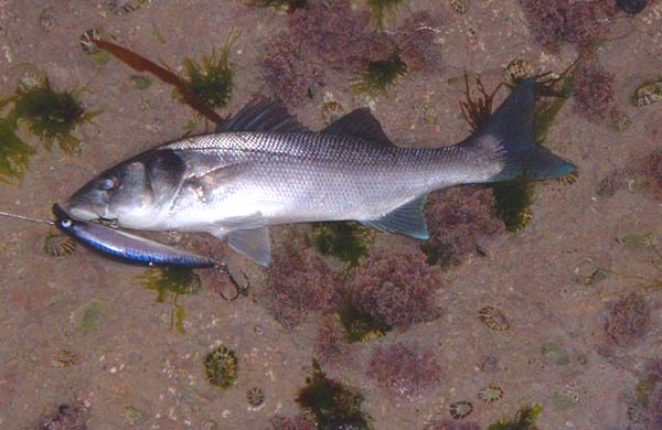 The shallow diving plug casts well and seems to have a very good 'fishy' action. Note the trendy violet stripe painted on with nail varnish.