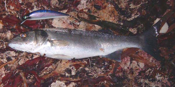 I was impressed with this plug so I'll give it a good go in the next few weeks.