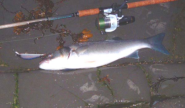 One of four taken on the 'Maria'. If I'd not bothered with pictures I would probably have caught three times as many.