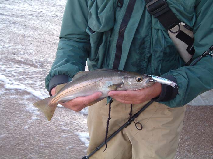 By Purbeck standards this is a decent fish.