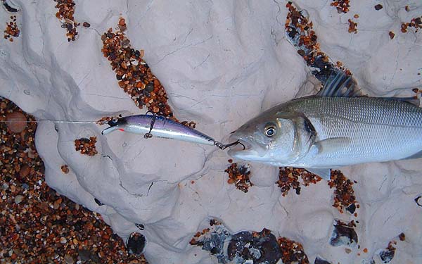 Shortly after Steve caught the pollack I had this small bass on my 'Maria The First'. Note that being a small fish and a big lure it took the tail treble. Note again the violet nail varnish stripe I painted on to make it look like a real baitfish - I'm sure it makes no difference to the bass.