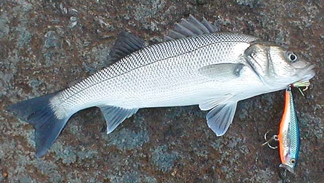 Bass tend to be in prime condition by this time of year and even small fish will often have a go at quite big lures.