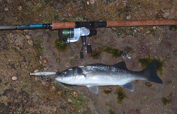 When the fly failed an 11cm plug caught this one.