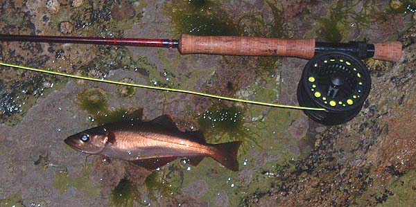 Back to the fly gear to produce a second fish.