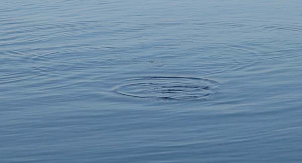 In the calm conditions it's easy to see any movement.