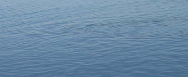 A mullet ploughing along from right to left.