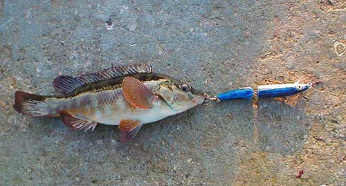 This small fish taken on a J11 encouraged me to keep fishing.