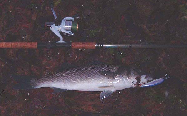 Even in the gloom the fish looks more or less scale perfect.