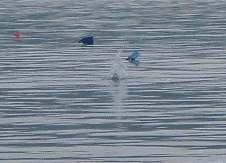 A tern plummets in. The pictures are a little bit fuzzy but I had to track the birds and press the shutter as they dived.
