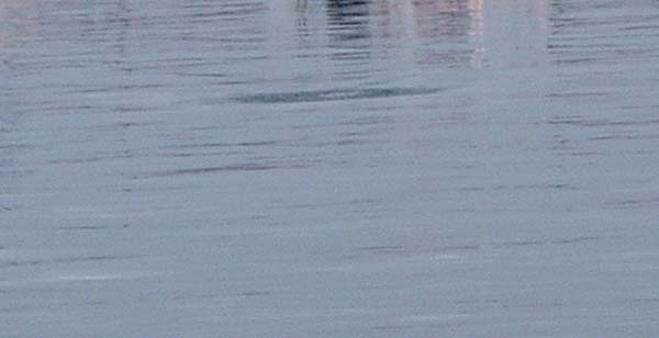 Completely submerged after its dive.