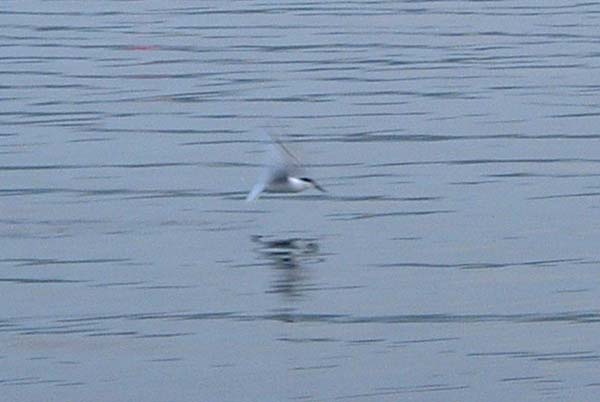 Airborne again. I tried a few casts to where the birds were fishing - to no avail.