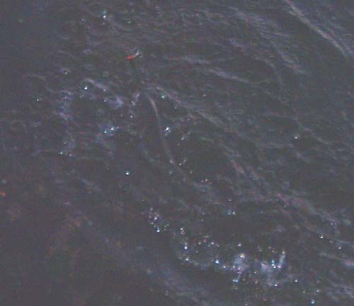 I knew the fish was a bass from it's attack and splashy fight but this was my first real view of it.