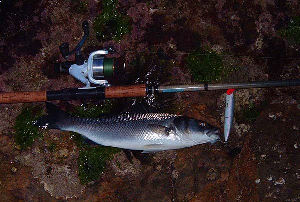 Wonderful fish and a bit easier to see out of the water.