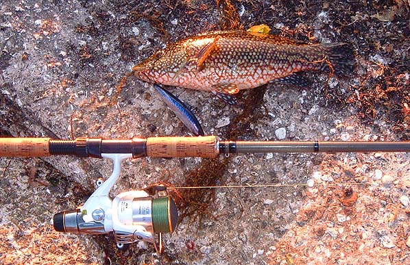 My first ballan of the season .