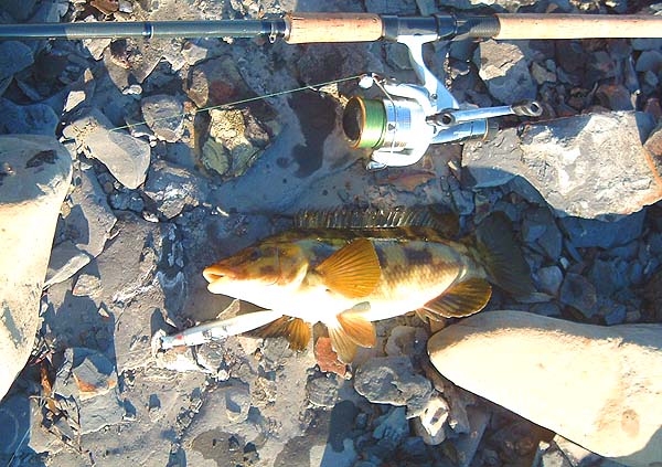 These fish really do take plugs well.