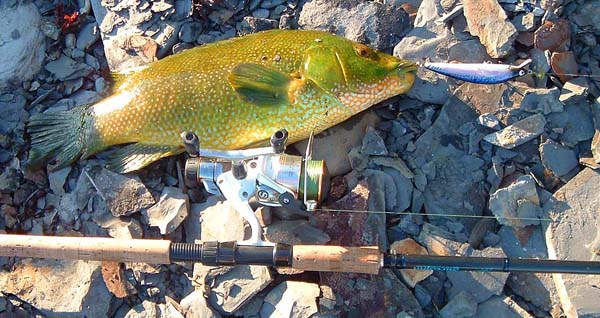 This is the third and largest wrasse since I started using my Maria plug - obviously it's a reasonable lure for these fish.