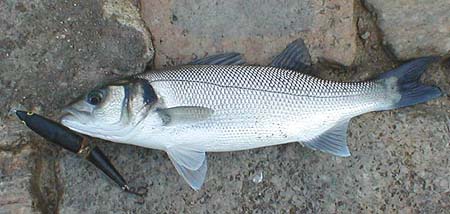 Again the modest bass had taken a large lure.