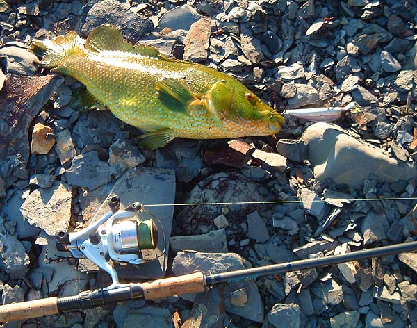 Notice the chunk out of its tail. ? Nipped by another wrasse?