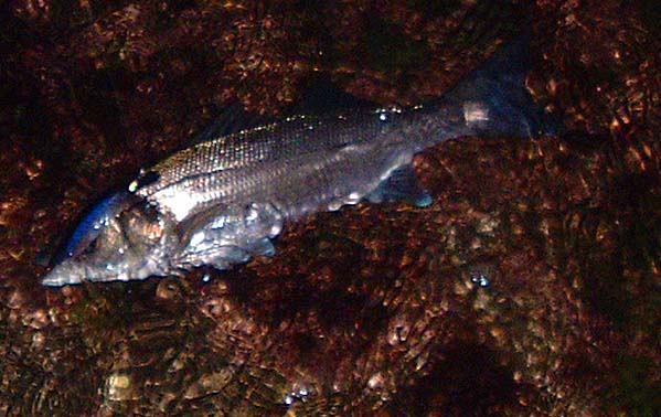 One of my bass comes to the shore.