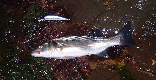 Aren't they fantastic fish?