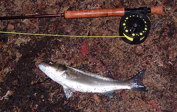 After landing this tiddler I went back to the plug.