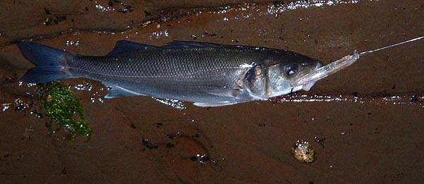 The following morning I tried a smaller plug but there were few fish to be caught.