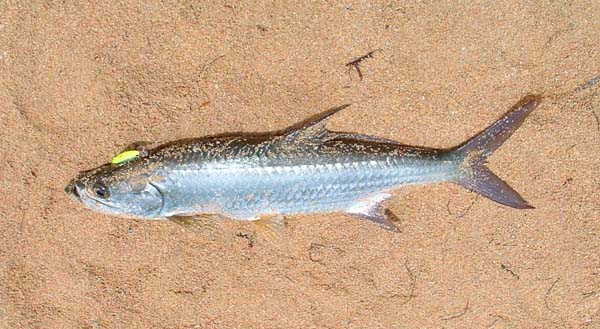 This eight pounder was my first fish of the trip - caught after about five minutes fishing.