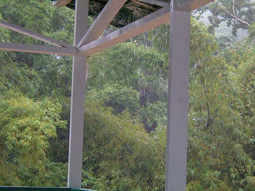 Although it's hot and sunny they don't call it 'rain forest' for nothing. Tropical storm Emily passed through while we were away.