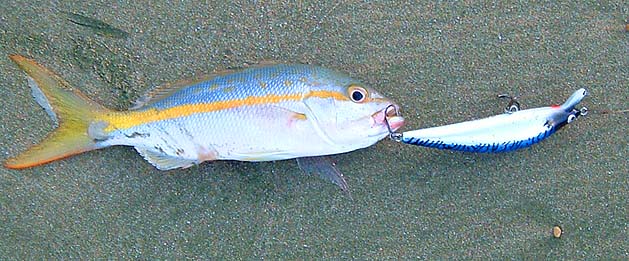 The first one I've ever seen but what a spectacle.