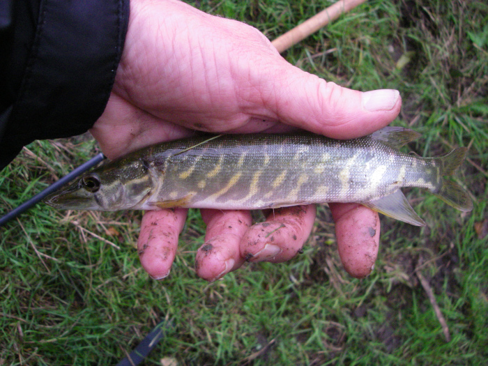 Bass Tackle for Big River Pike - Veals Mail Order