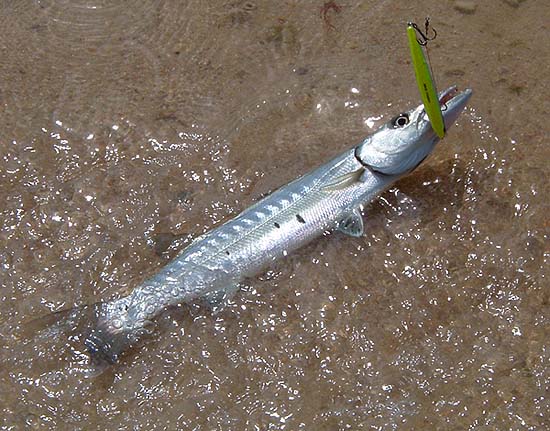 I caught quite a few 'cuda on both plugs and flys but the three biggest ones all managed to get away (one broke and two just shed the hooks - unusual!).