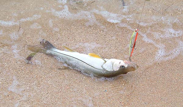 I landed four snook, two on plug two on fly, but the bigger ones eluded me. Steve had some good ones in April.