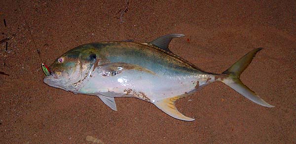 Jacks are my favourite fish. This fifteen pounder was landed on my second evening session and ' made the trip' for me, even if I'd caught nothing else.