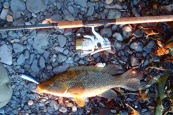 A nice, hard battling fish.