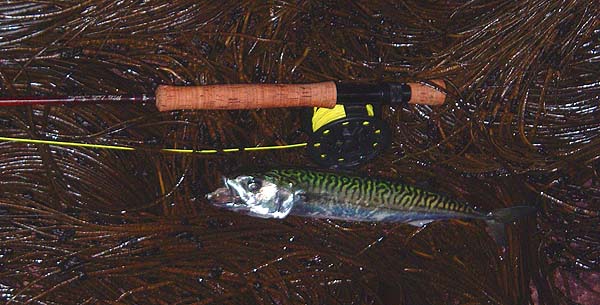 One of twenty-five decent mackerel that we landed in the hour.