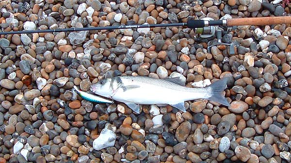 Well hooked on the mid-body treble.