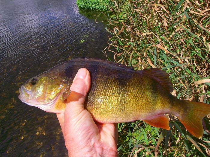 How to catch mullet on perch fishing gear - Life on the bank