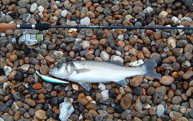 The big lure obviously didn't put the fish off.