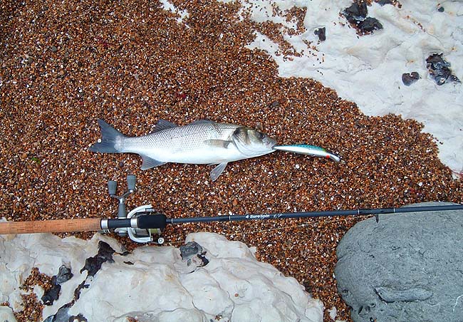 Smaller than the first this one grabbed at the tail of the plug.