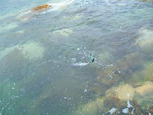 The fish took well beyond the weedy margins and had to be dragged back through the weed.