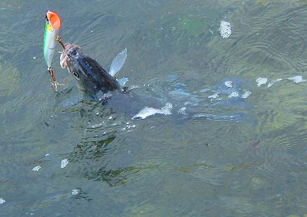 The bass was well hooked on the huge (but well sharpened) treble (I must change the hooks for some better ones).