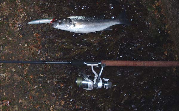 The big lure makes it look even smaller than it was. My final and only fish of the week.