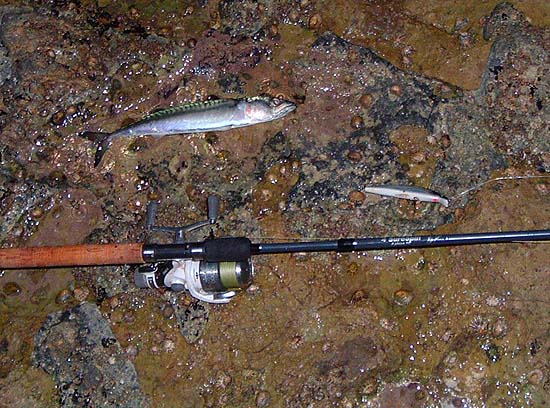 These fine little fish are totally 'outgunned' on my bass gear - but they avidly take the big plugs and become a bit of a nuisance.