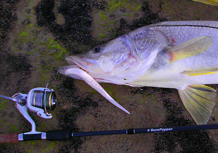 Popper Lures For Whiting: Guide To Catching More Fish