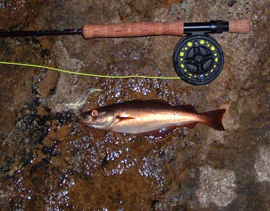 Pollack are usually the first fish to take my fly in the poor light.