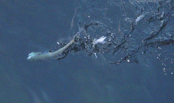 Look at the vortices created by the wagging body of the little fish - no wonder they pull so hard!.