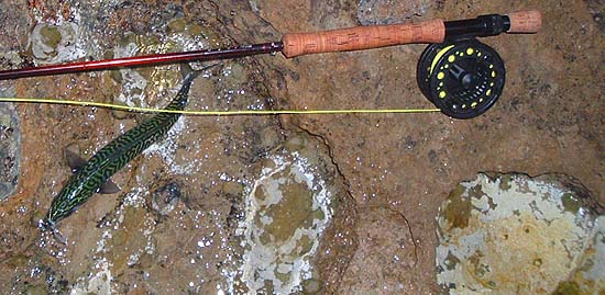 I'm still gobsmacked by the wonderful patterns on the backs of mackerel - presumably every one is different, like fingerprints?.