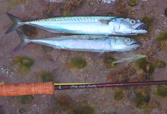 Two fish are plenty to keep for me.