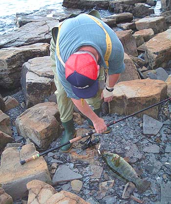 Wonderful fish ballan wrasse. This one gave Nigel a good tussle including a tug of war from the wrack.